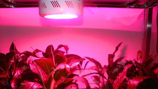 植物燈領域led光源cob光源